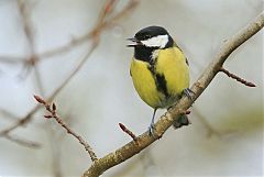 Great Tit